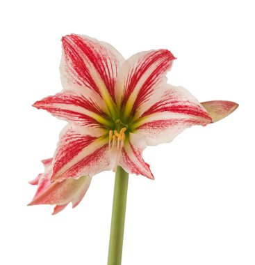 Beyaz bir zemin üzerinde isimsiz eski bir çeşitliliğin (amaryllis) bir hipotezinin çiçek açması 