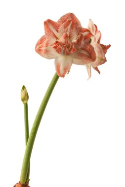 Amaryllis 'in Çiçek açması (Hippeastrum) Çift Galaksi Grubu 