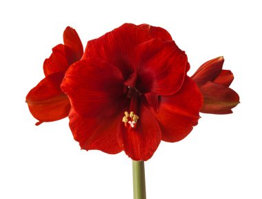 Beyaz zemin üzerinde çiçek açan koyu kırmızı hippistrum (amaryllis) 