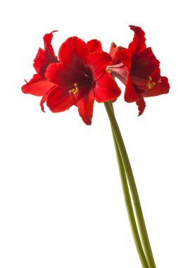 Çiçek açan koyu kırmızı küçük çiçekli (sonatini) hippeastrum (amaryllis) 