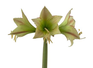 Çiçekli hippeastrum (amaryllis) Sarı-kırmızı Elmas Grubu 