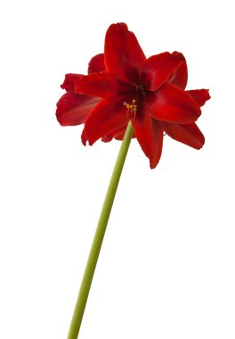 Çiçek açan koyu kırmızı küçük çiçekli (sonatini) hippeastrum (amaryllis) 