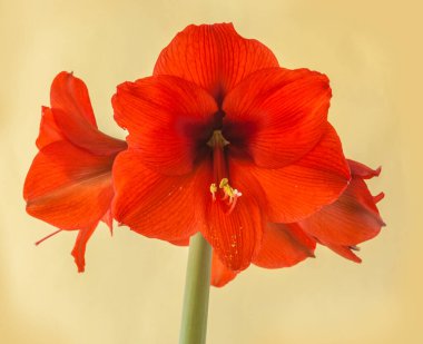 Bloom orange-red Hippeastrum (amaryllis) Galaxy group 'Orange Sovereign' on  green background