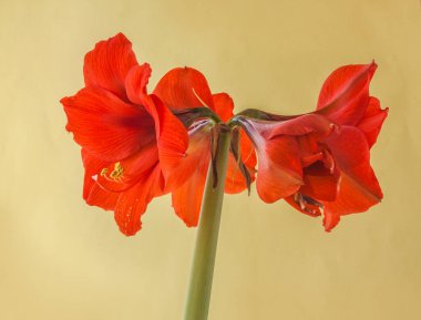 Yeşil arka planda çiçek açan turuncu-kırmızı Hippeastrum (amaryllis) Galaksi grubu 'Orange Sovereign'