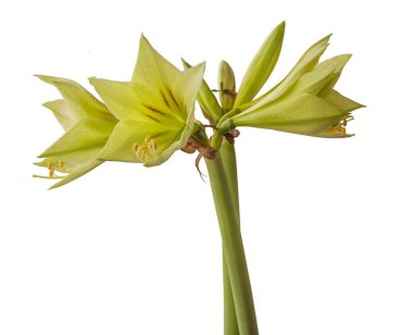 Bud Hippeastrum (amaryllis) Elmas Grubu 'Yeşil Vadi' beyaz arka plan izole
