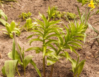 Güneşli bir günde lalelerin ve nergislerin arka planında çiçek açan portakallı Fritillaria imparatorluğu.