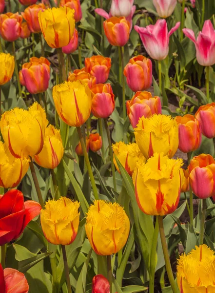 Parkta açan laleler güneşli bir bahar gününde