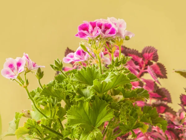 Zbliżenie Różowe Kwiaty Wapienne Pelargonium Lemona Roze Liściach Coleus Tle — Zdjęcie stockowe