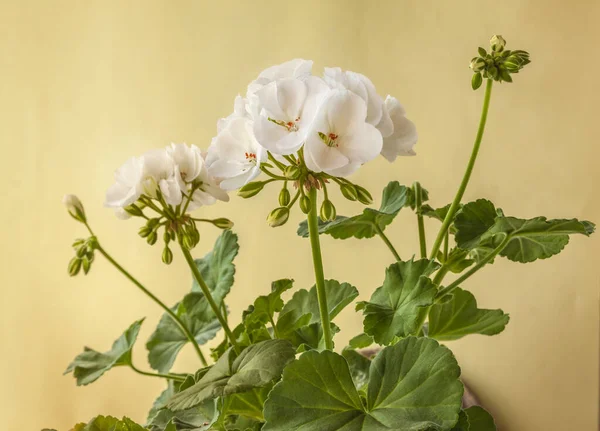 Virágzó Fehér Pelargonium Zóna Sorozat Castello Fajta Isabella Zöld Alapon — Stock Fotó