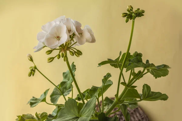Flowering White Pelargonium Zonal Series Castello Variety Isabella Green Background — Stok fotoğraf