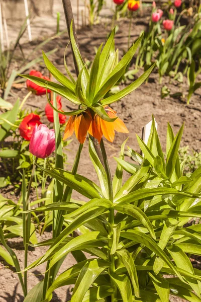 Güneşli bir günde lalelerin ve nergislerin arka planında çiçek açan portakallı Fritillaria imparatorluğu.