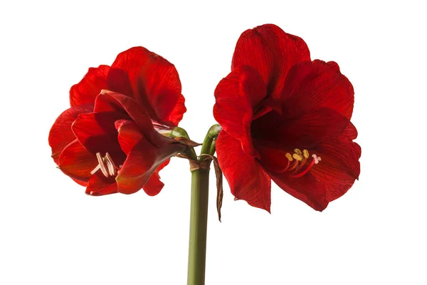 Blooming Dark Red Hippeastrum Amaryllis Royal Red White Background Isolated — Stockfoto