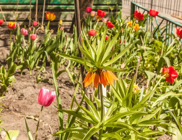 Spring Flowerbed Blooming Orange Fritillaria Imperialis Background Tulips Daffodils Sunny — Foto de Stock
