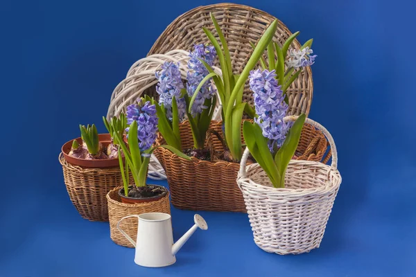 Blommande Blå Hyacinter Blå Jätte Korg Bredvid Dekorativ Vattenkanna Blå — Stockfoto