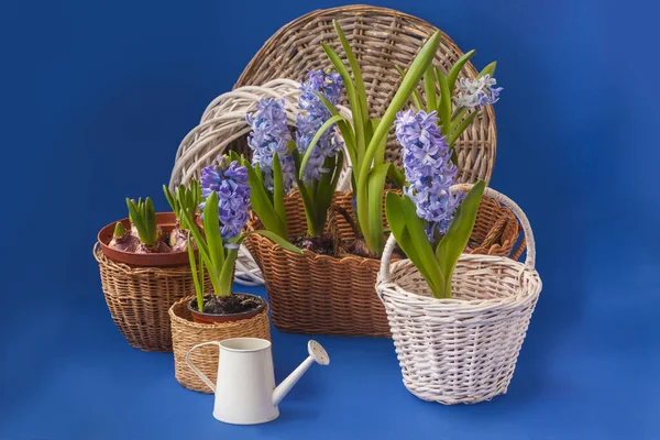 Mavi arka plandaki dekoratif sulama kutusunun yanındaki sepette çiçek açan mavi sümbüller.