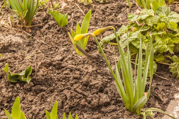 Floraison Printanière Avec Bourgeon Narcisse Pseudonarcisse Par Une Journée Ensoleillée — Photo