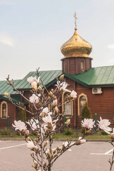 Kyiv Ukraine April 2022 キエフのトロイシェシナにあるキエフ使徒マーク正教会の背景に白いマグノリアの開花 — ストック写真