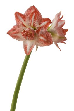 Amaryllis 'li Bud (Hippeastrum) Çift Gökada Grubu 
