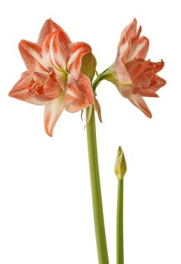 Amaryllis 'li Bud (Hippeastrum) Çift Gökada Grubu 