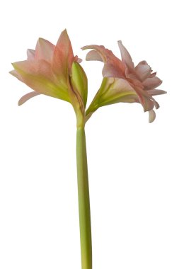 Bud Hippeastrum (amaryllis) Çift Galaxy Grp 'Pembe Zafer' beyaz arka planda izole edilmiş.
