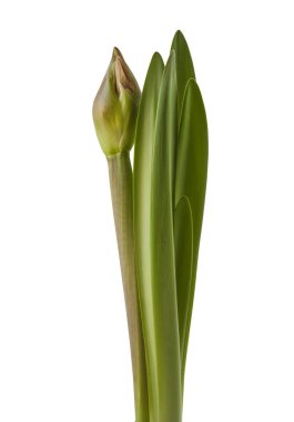 Bud Hippeastrum (amaryllis) Çift Galaxy Grp 'Happy Nymph' beyaz arka planda izole edilmiş.