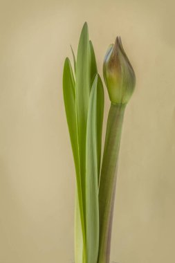 Bud Hippeastrum (amaryllis) Çift Galaxy Grp 'Happy Nymph' yeşil arka planda.