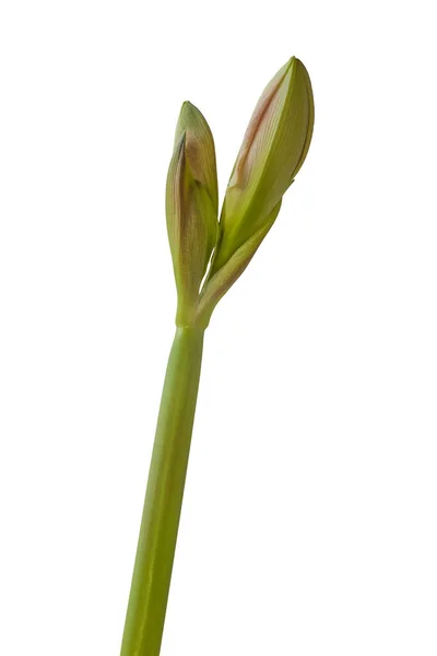 Bud Hippeastrum Amaryllis Dupla Galaxy Grp Rózsaszín Dicsőség Fehér Alapon — Stock Fotó