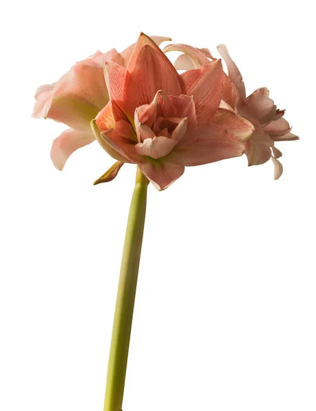 Bud Hippeastrum Amaryllis Double Galaxy Grp Pink Glory Білому Тлі — стокове фото