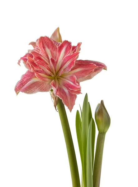 Bloom Hippeastrum Amaryllis Double Galaxy Grp Pretty Nympf White Background — Stock Photo, Image