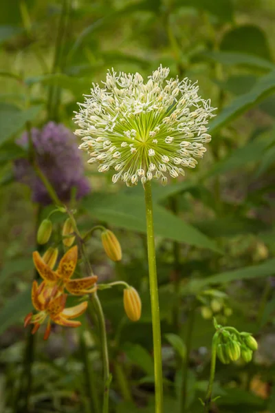 Blooming Ornamental Onions Alliums Mont Blanc Martagon Lilies Garden Early — Stock Photo, Image