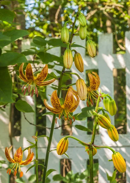 Martagon Turk Cap Lily Lilium Martagon Peppard Gold Naturally Blurred — Stockfoto