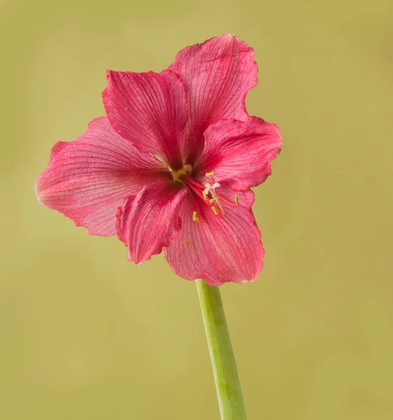 Blühendes Rosa Hippeastrum Amaryllis Pink Surprise Auf Grünem Hintergrund — Stockfoto