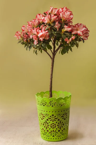 Kvetoucí Krásný Stam Strom Červené Bílé Azalky Rhododendron Simsii Zeleném — Stock fotografie