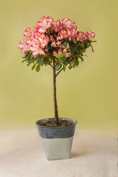 Bloeiende Prachtige Stam Boom Van Rood Wit Azalea Rhododendron Simsii — Stockfoto