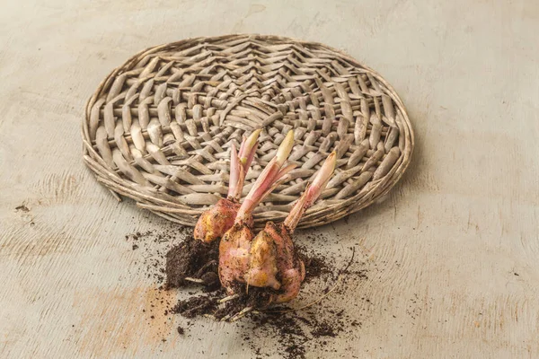 Drie Aziatische Hybriden Leliebollen Weven Cirkel Met Spruit Voor Het — Stockfoto