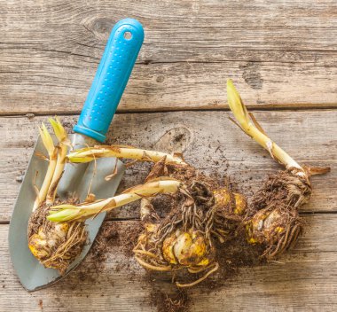 İlkbaharda dikmeden önce ahşap bir masada doğulu zambak soğanları. Düz yatıyordu.