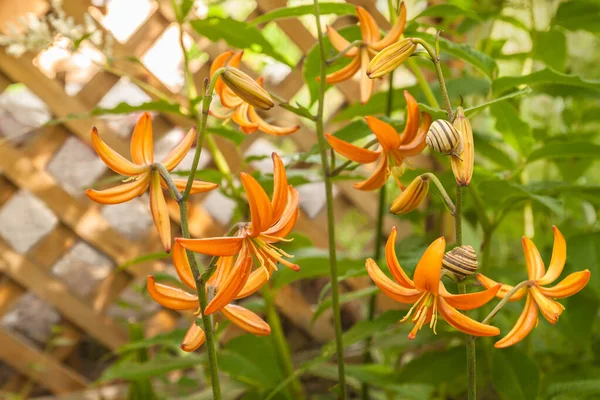 Martagon Eller Turk Mössa Lilja Lililium Martagon Orange Marmalade Naturligt — Stockfoto