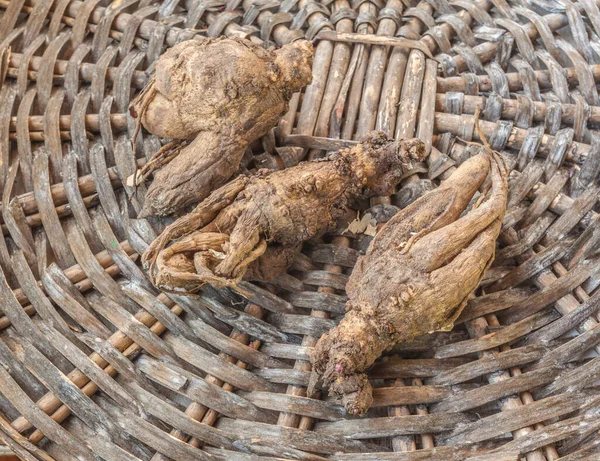 Incarvillea Root Wicker Circle Awakened Buds Spring — Stok fotoğraf