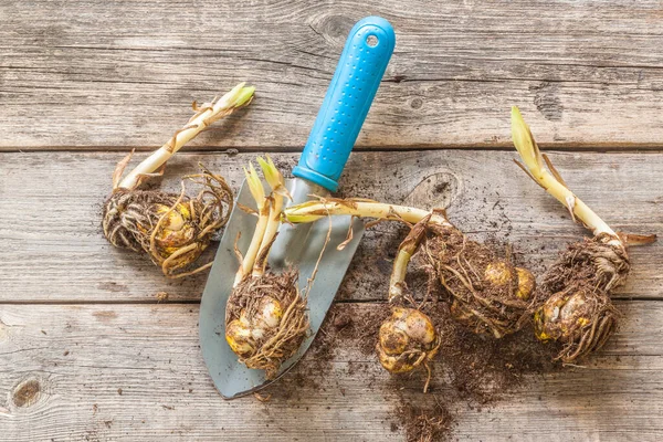 Lírios Orientais Uma Mesa Madeira Antes Plantar Primavera Depósito Plano — Fotografia de Stock