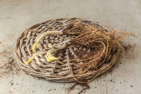 Two Young Hosta Plants Open Root System Planting Garden — Stok fotoğraf