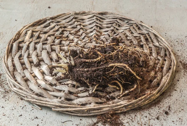 Junge Hosta Pflanzen Mit Offenem Wurzelsystem Vor Der Pflanzung Garten — Stockfoto