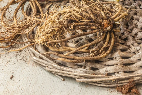 Hosta Sapling Rotten Central Shoot Leaves Live Buds Renewal — Stock Photo, Image