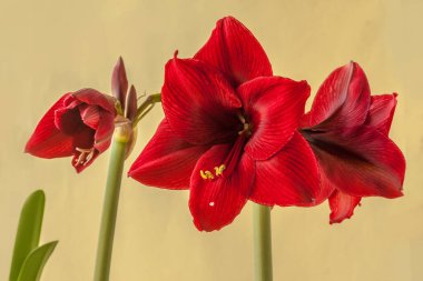 Yeşil zemin üzerinde koyu kırmızı Hippeastrum (amarillis) Galaksi grubu 'Arap gecesi'