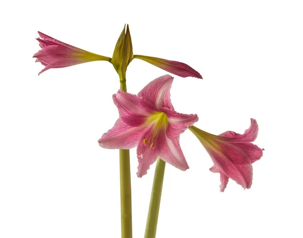 Bloom Ριγέ Hippeastrum Amarillis Λευκό Και Σκούρο Ροζ Τρομπέτα Ομάδα — Φωτογραφία Αρχείου