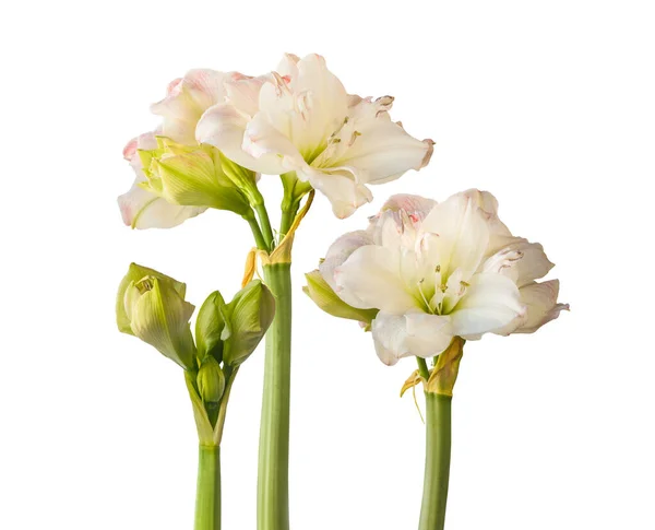 Flowering Three Peduncles Amaryllis Hippeastrum Double Galaxy Group Amadeus Candy — Stock Photo, Image