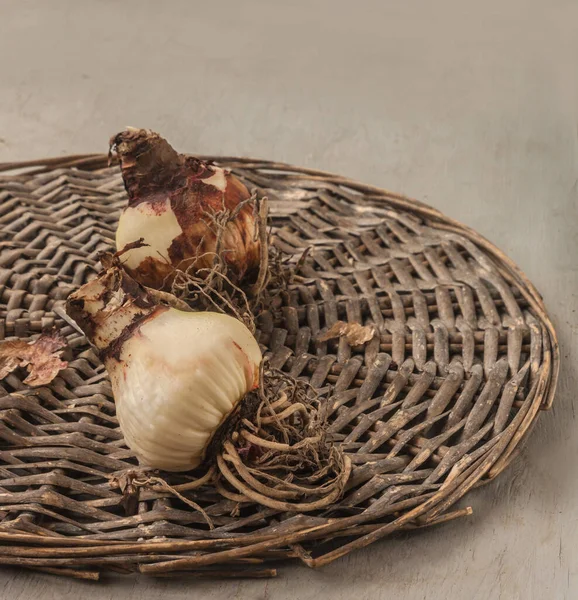 Two Bulbs Hippeastrum Amaryllis Roots Wicker Circle Gray Table — Stock fotografie