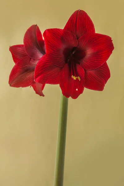 Bloei Donkerrood Hippeastrum Amaryllis Galaxy Groep Arabische Nacht Groene Achtergrond — Stockfoto