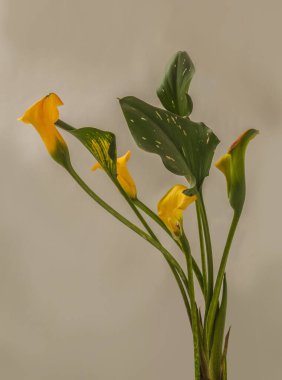 Bloom yellow-orange  zantedeschia calla lily 