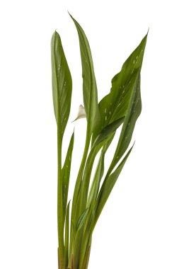 Bloom white  zantedeschia calla lily 