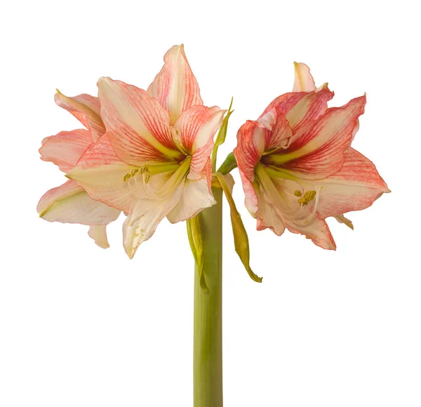Flowering Creamy Red Hippeastrum Amaryllis Galaxy Group Amore White Backgrounds — Stock Photo, Image